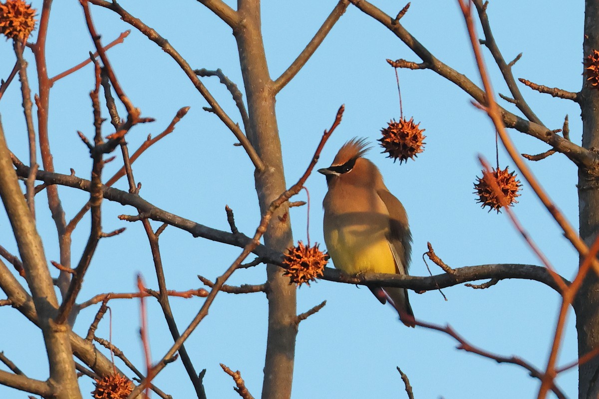 Cedar Waxwing - ML647329992