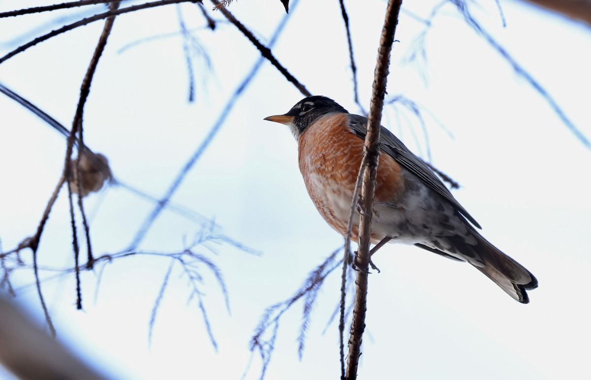 American Robin - ML647330014