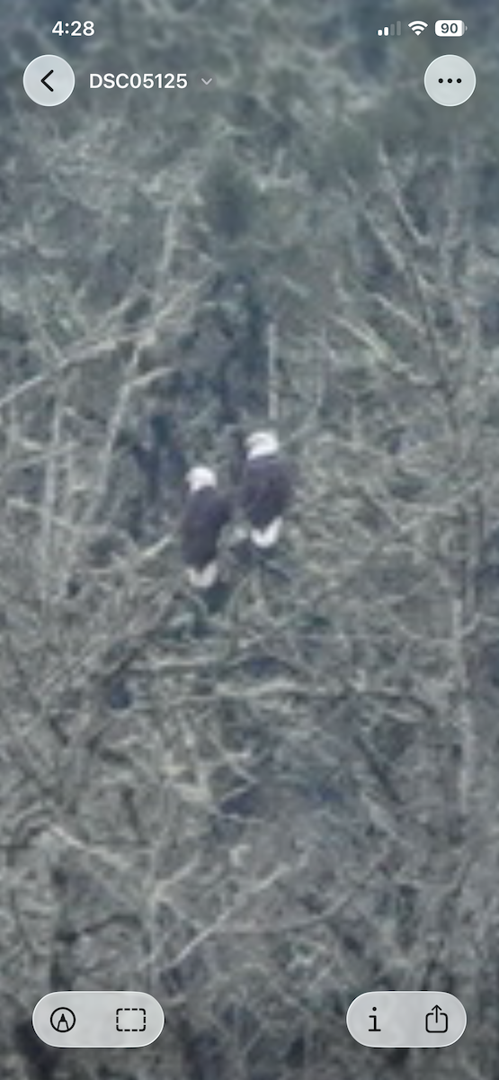 Орлан білоголовий - ML647330016