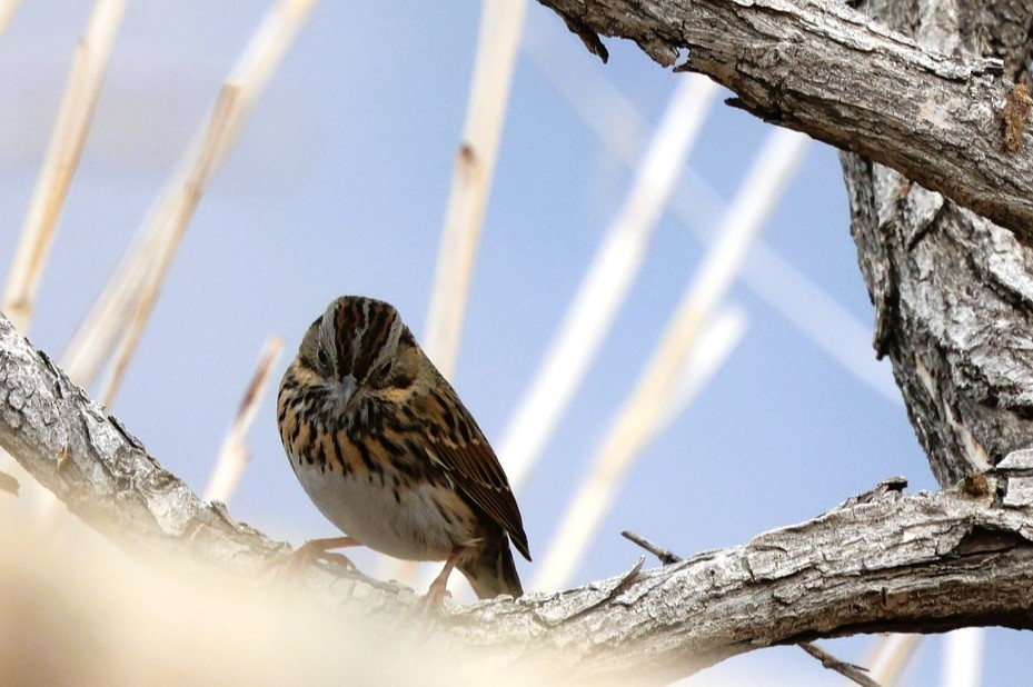 Lincoln's Sparrow - ML647330037