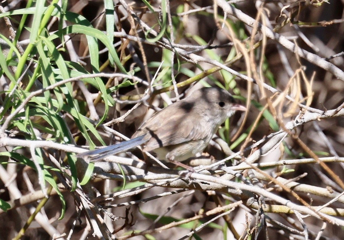 White-winged Fairywren - ML647330045