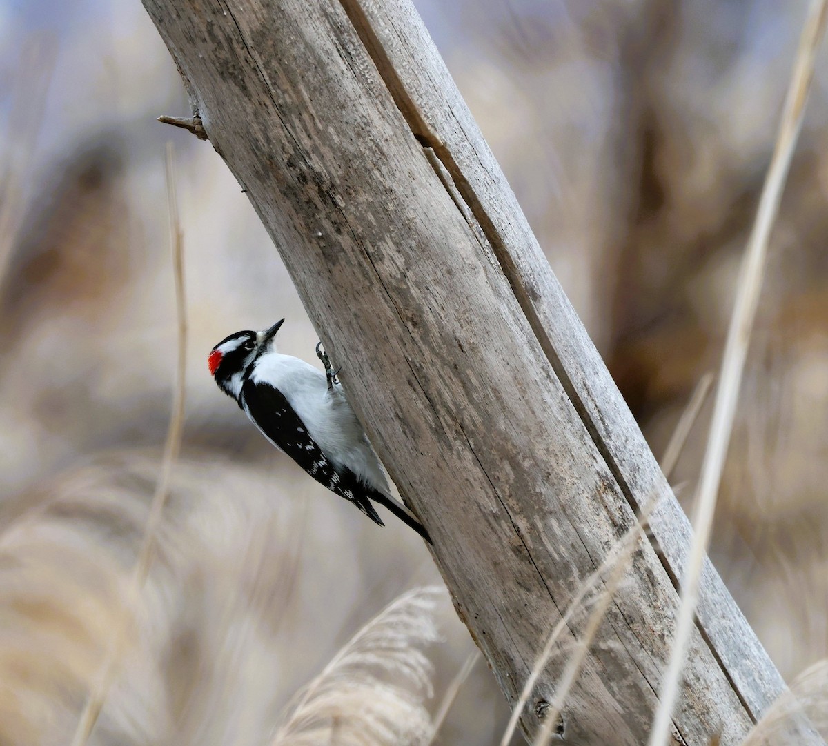 Downy Woodpecker - ML647330046