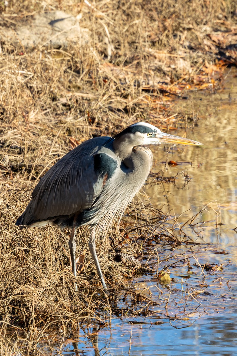 オオアオサギ - ML647330048