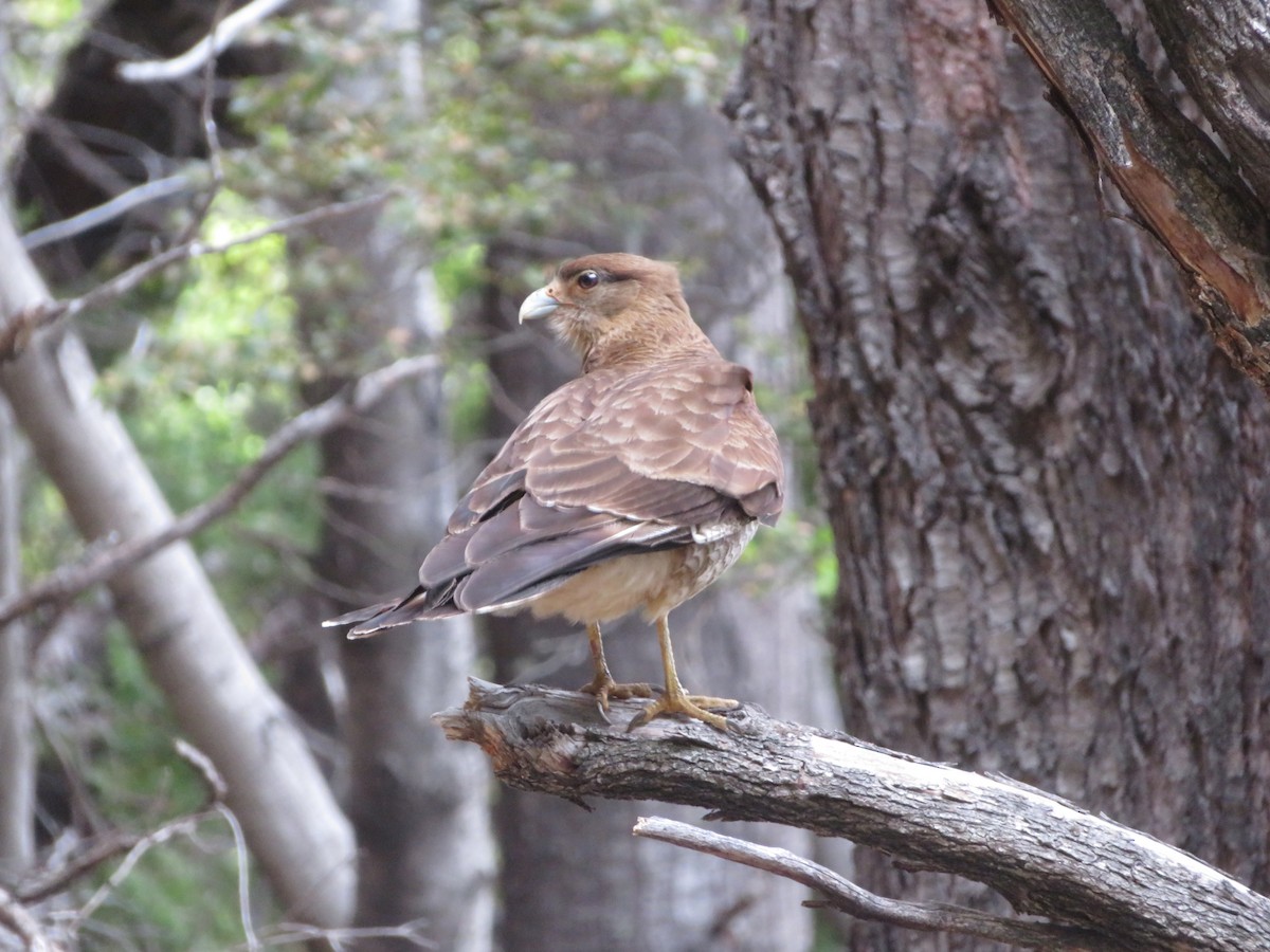 Химанго - ML647330050