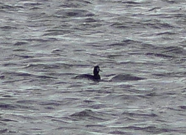 ub. and - ML647330051