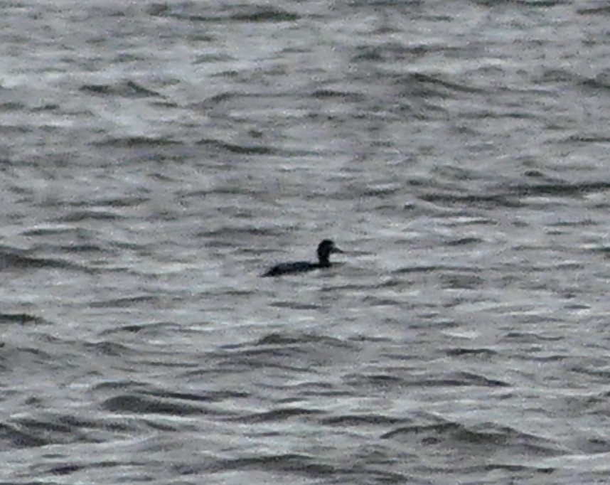 ub. and - ML647330052