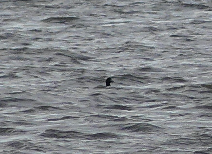 ub. and - ML647330053