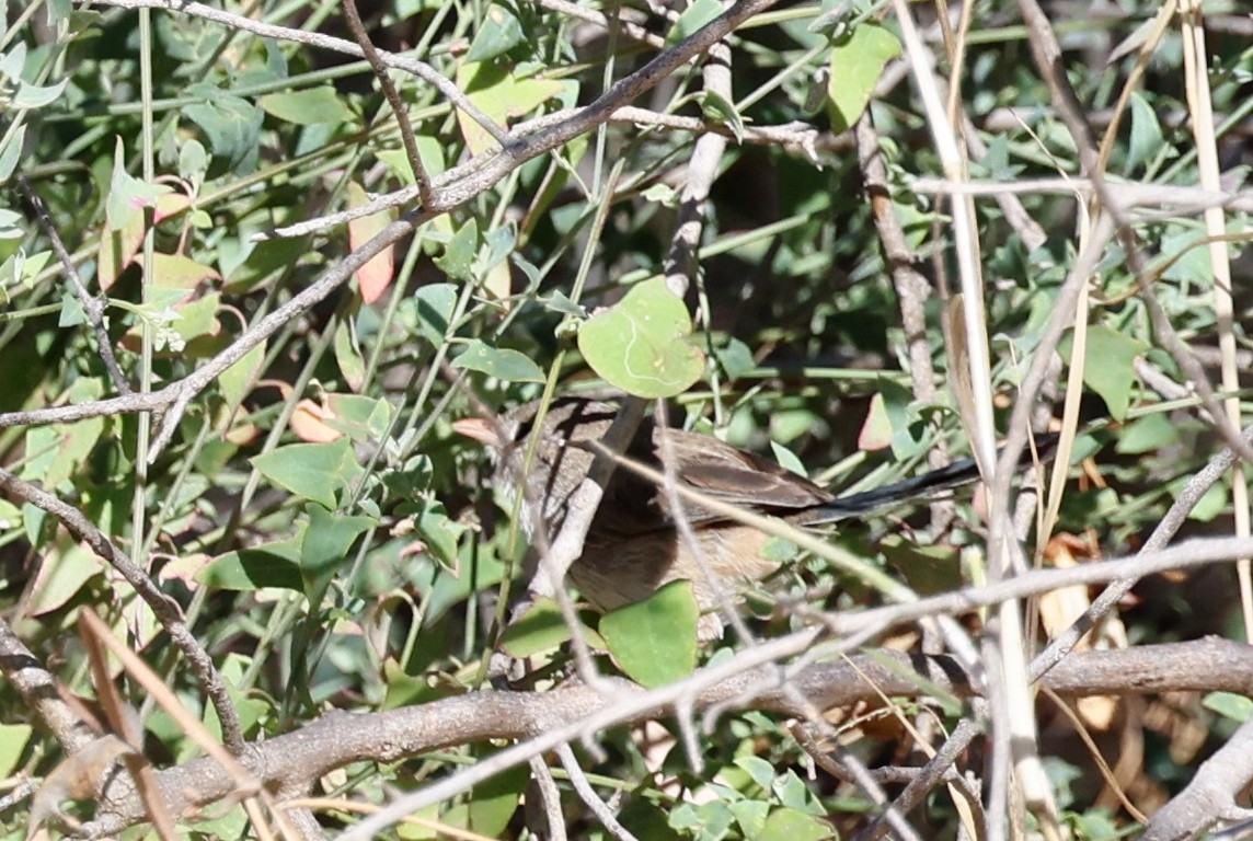 White-winged Fairywren - ML647330058