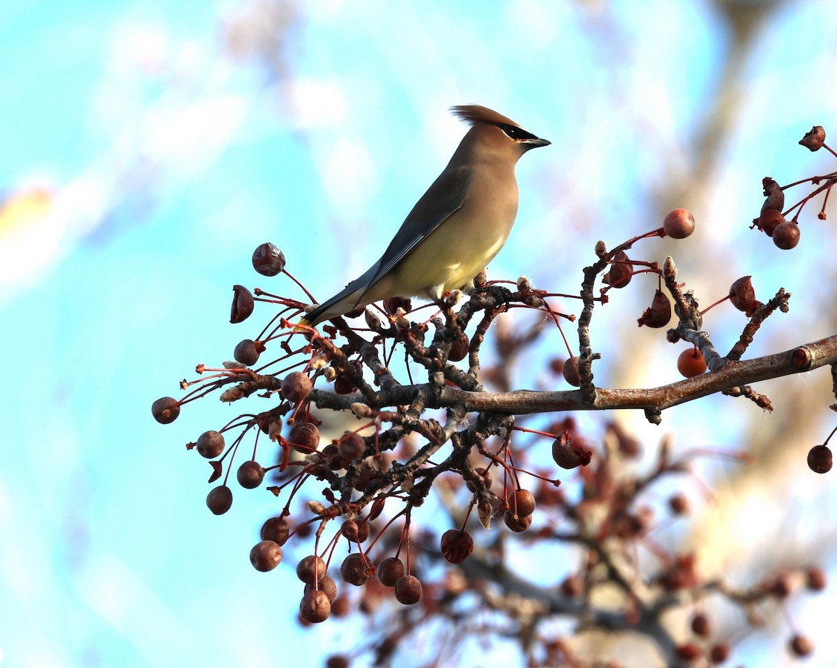 Cedar Waxwing - ML647330064