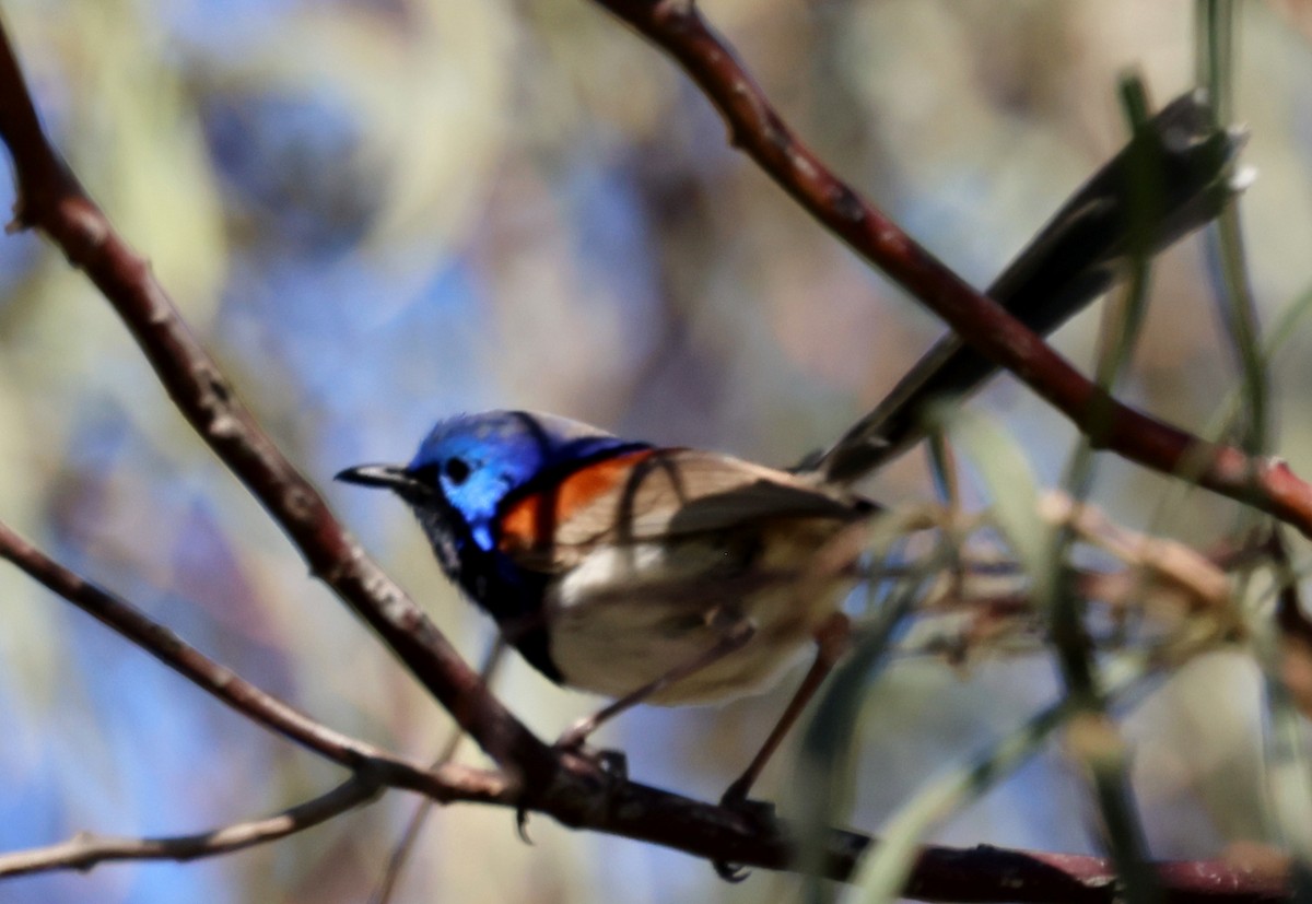 Purple-backed Fairywren - ML647330067