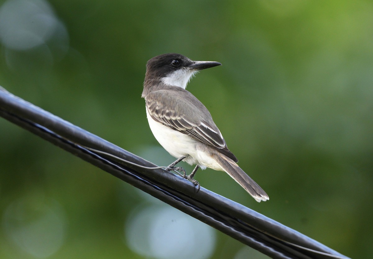 Tirano Guatíbere - ML647330071