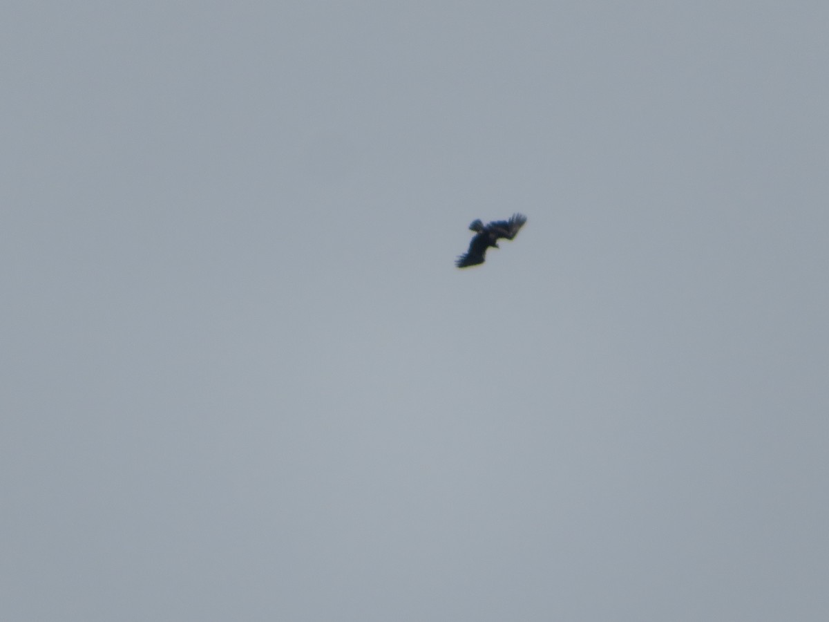 Андский кондор - ML647330079