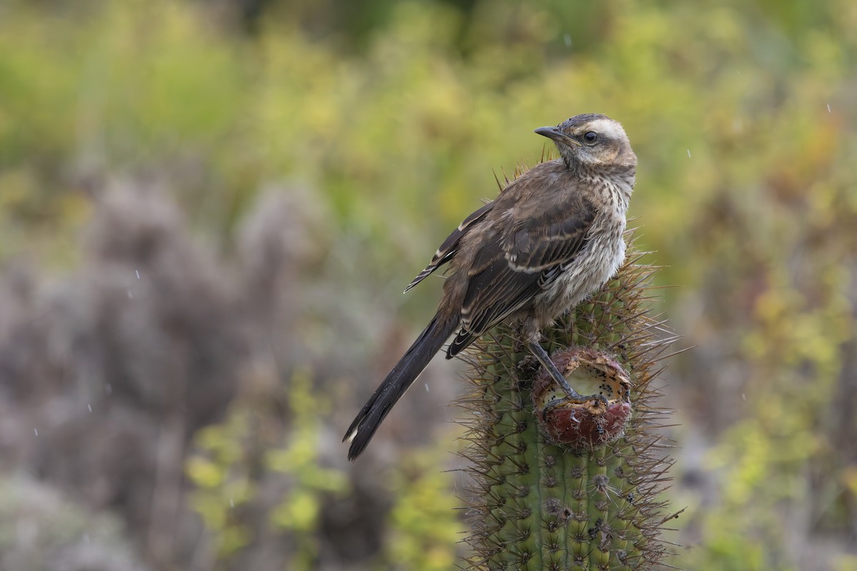Chilean Mockingbird - ML647330091