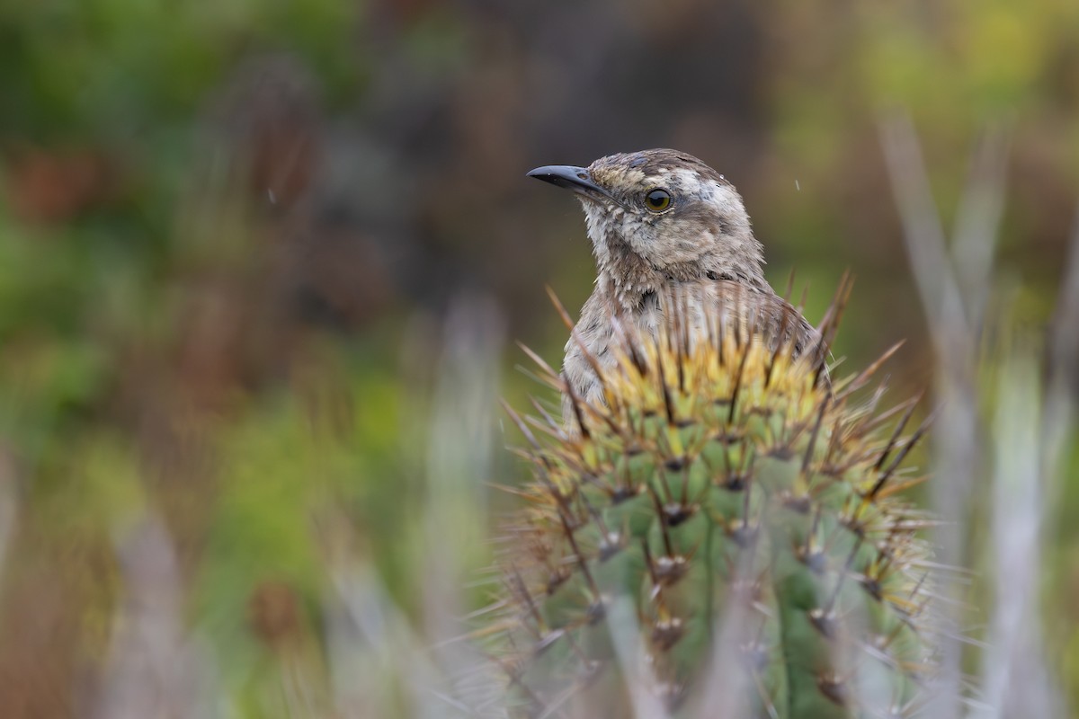 Chilean Mockingbird - ML647330096
