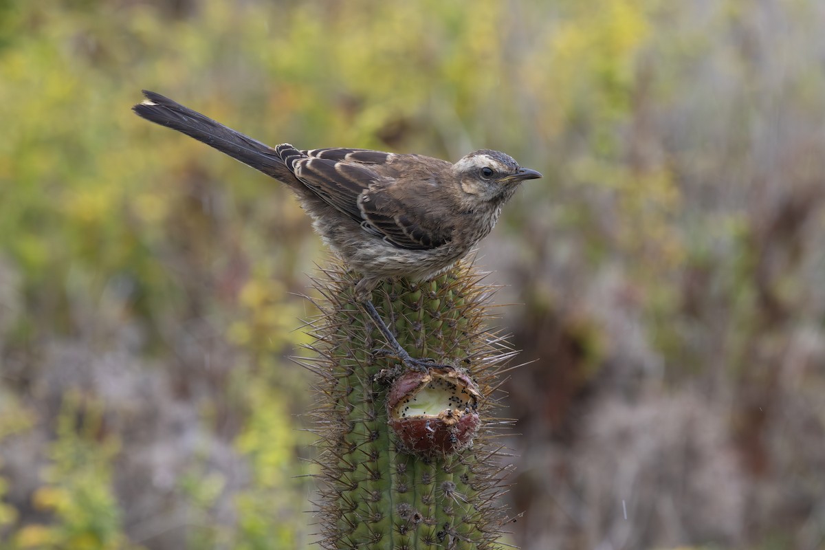 Chilean Mockingbird - ML647330097