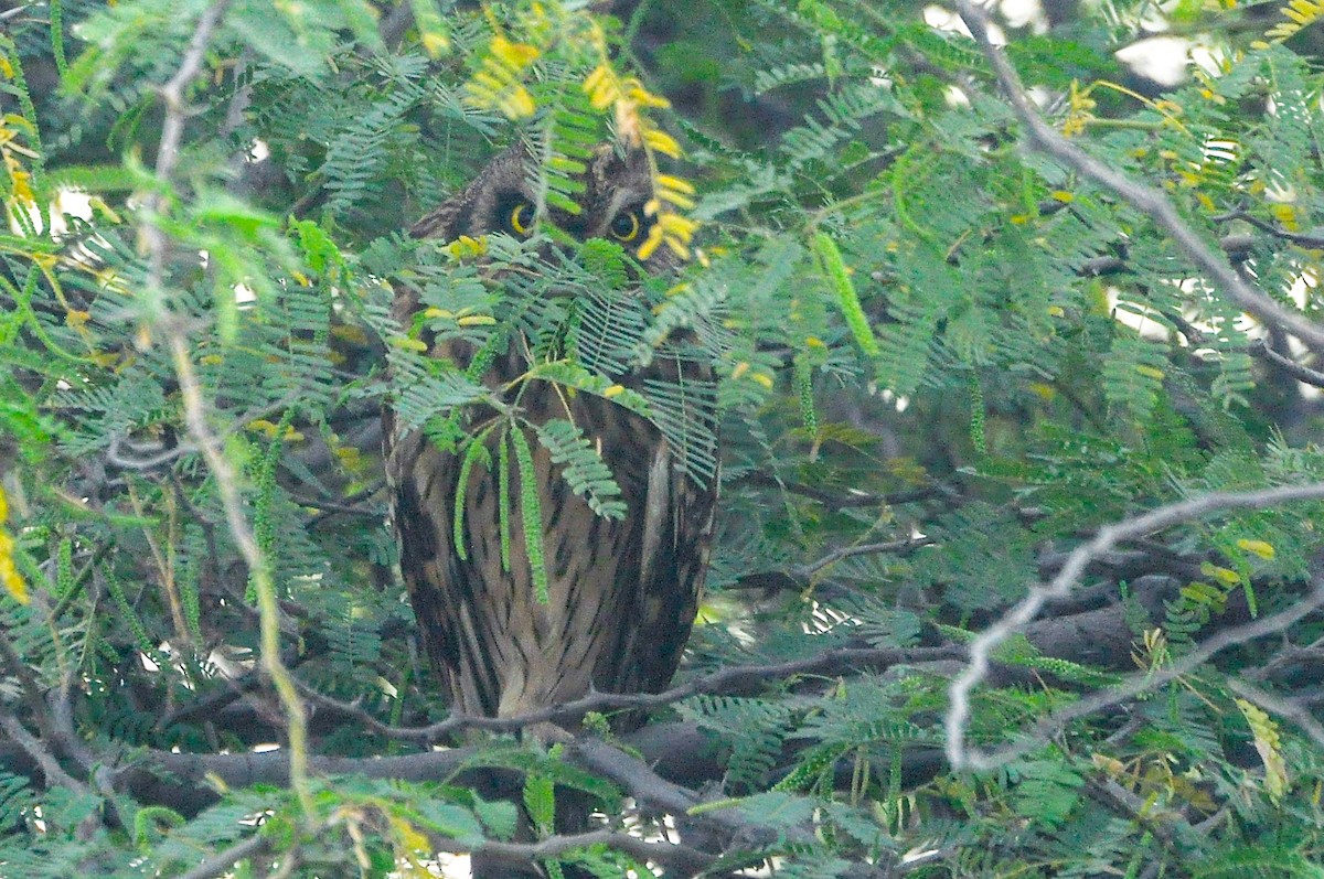 kalous pustovka - ML647330108