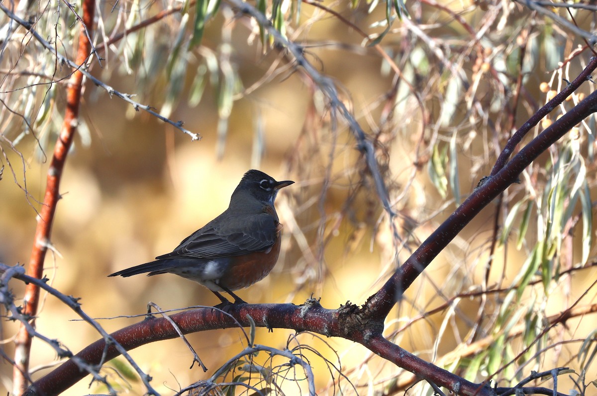 American Robin - ML647330109