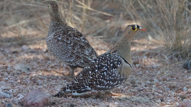 Double-banded Sandgrouse - ML647330118