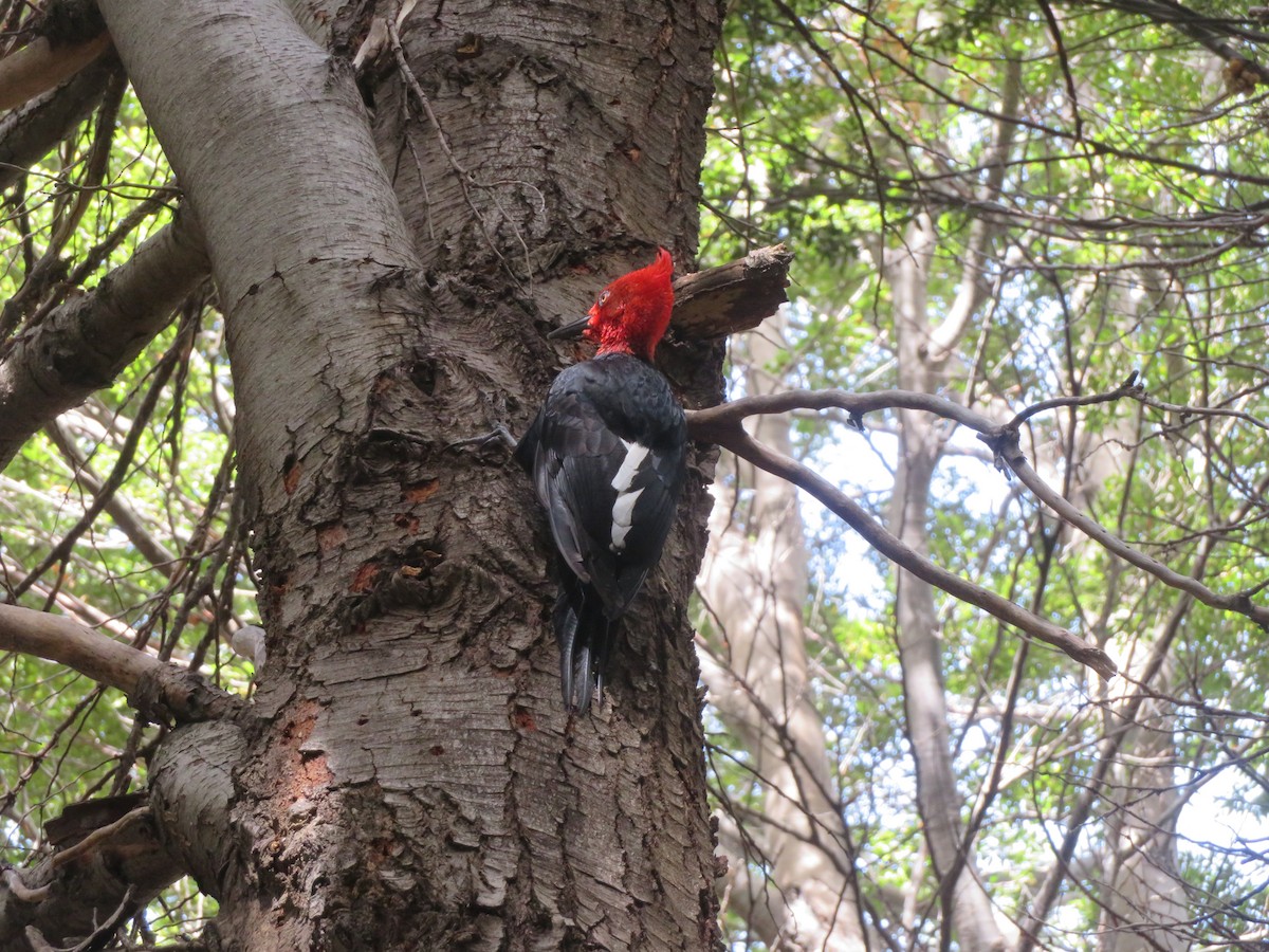 Магелланов дятел - ML647330121