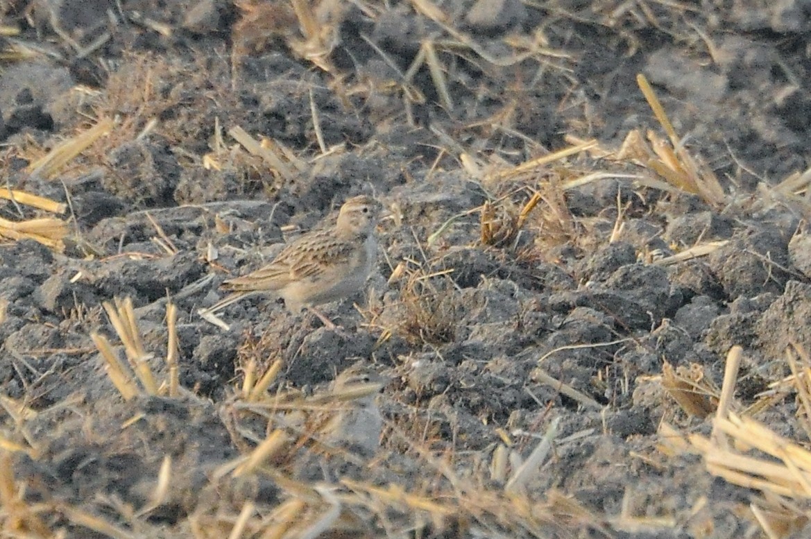 skřivánek krátkoprstý - ML647330122