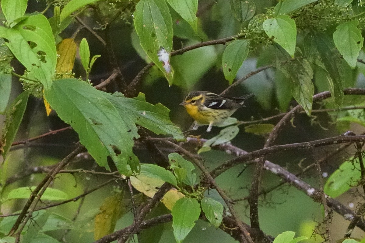 Blackburnian Warbler - ML647330128