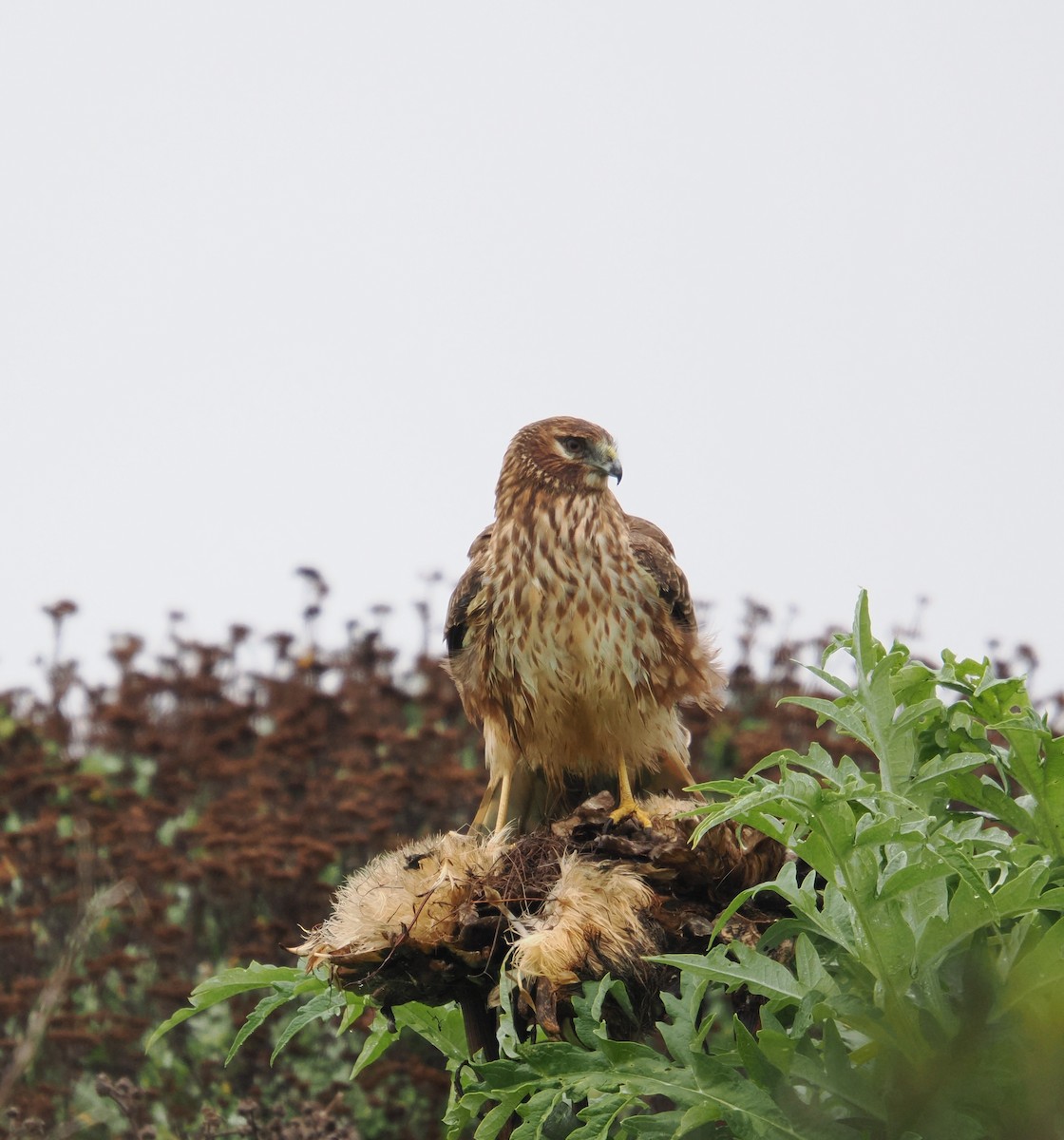 Mirotz zuri iparramerikarra - ML647330135