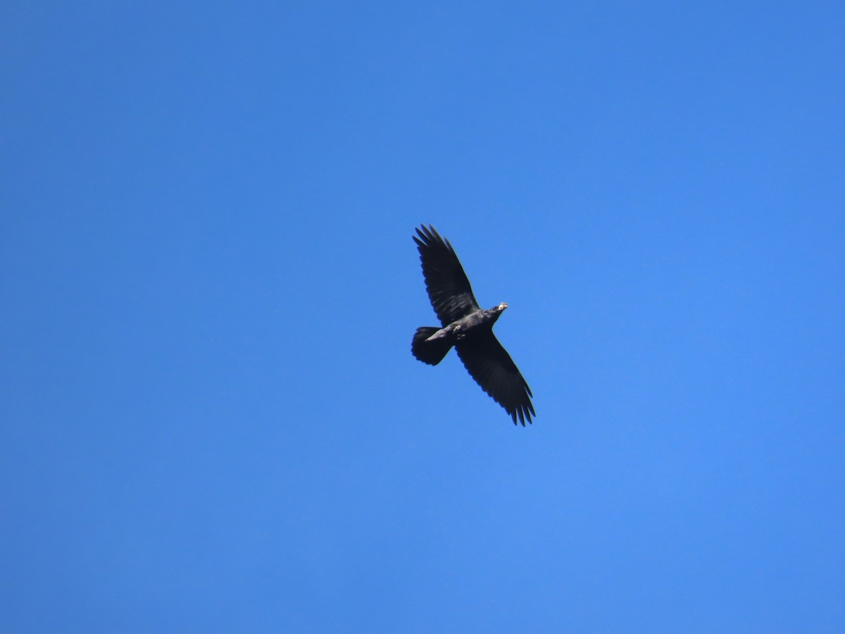 Common Raven - ML647330139