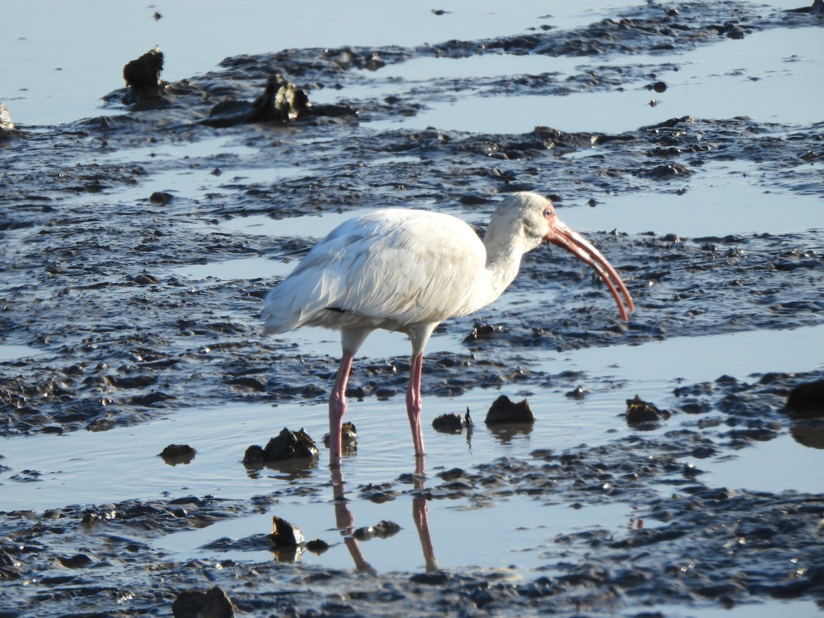 White Ibis - ML647330141
