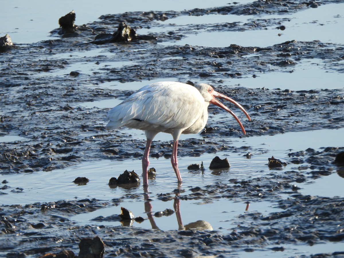 White Ibis - ML647330142
