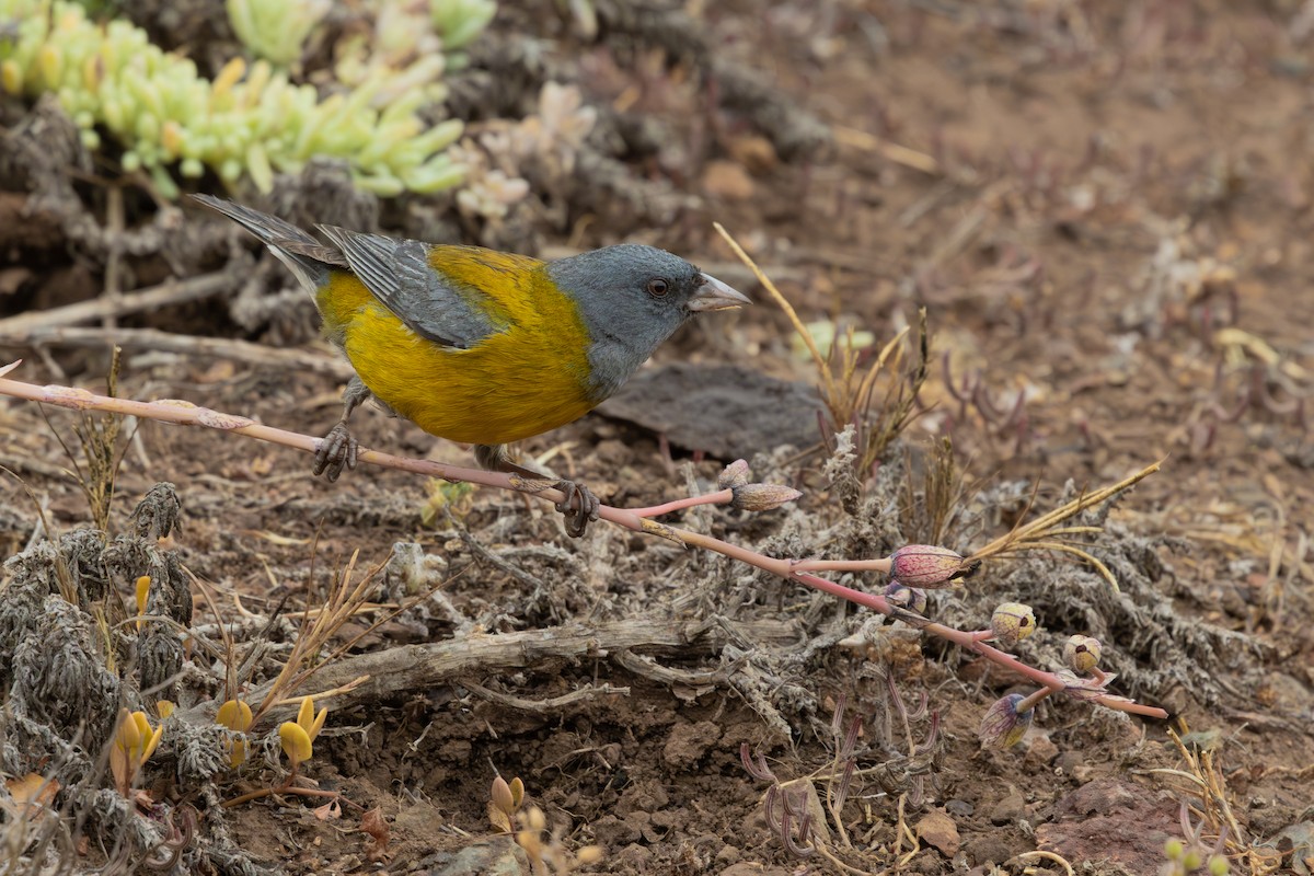 Gray-hooded Sierra Finch - ML647330144