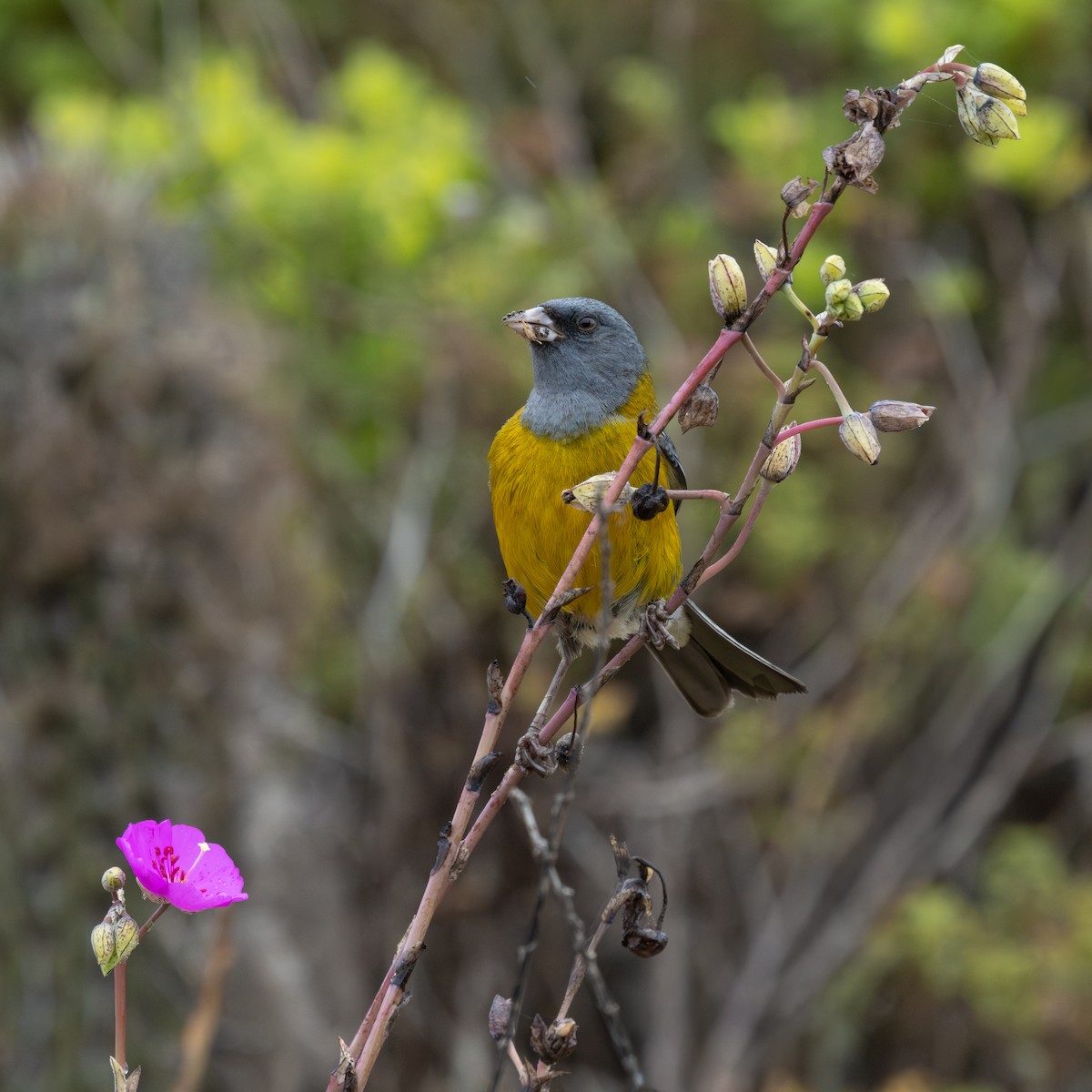 Gray-hooded Sierra Finch - ML647330145