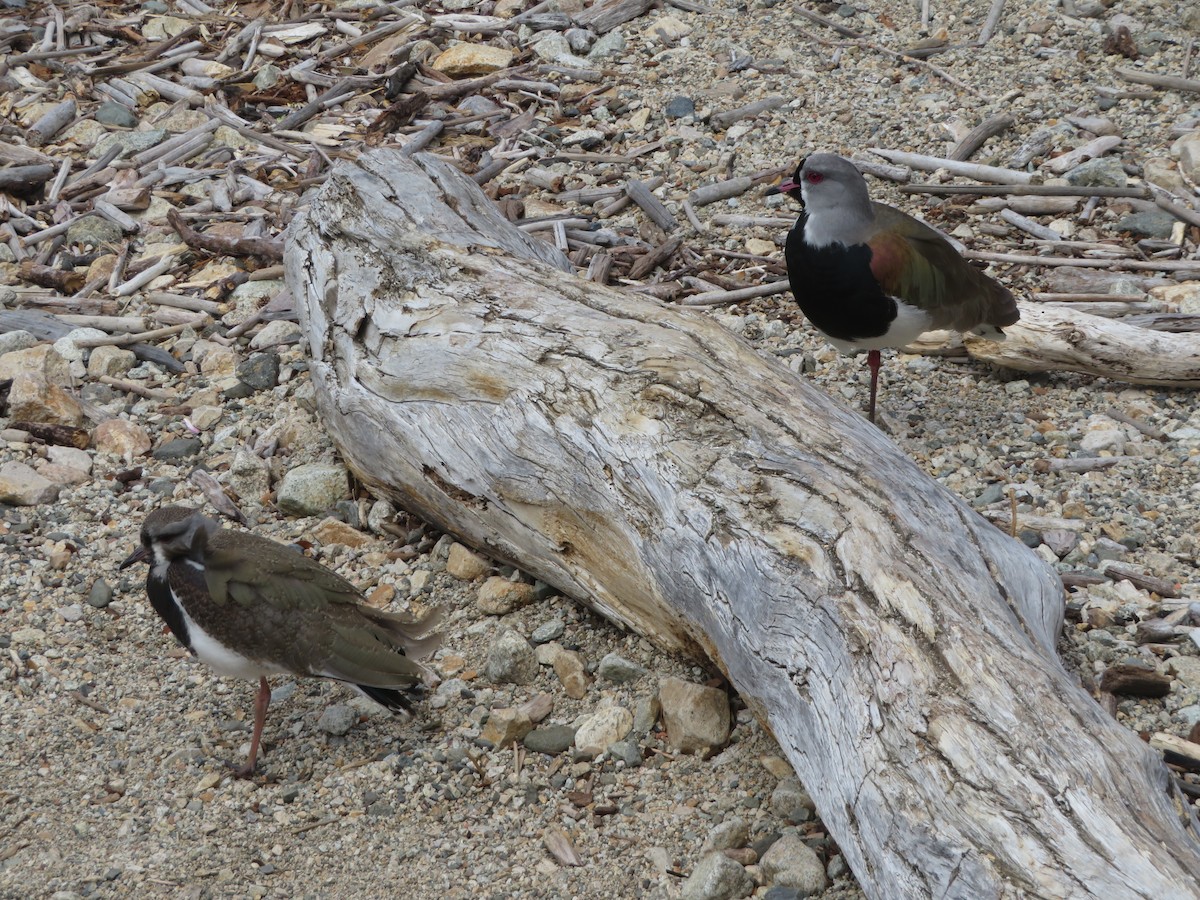 Кайеннский чибис - ML647330146