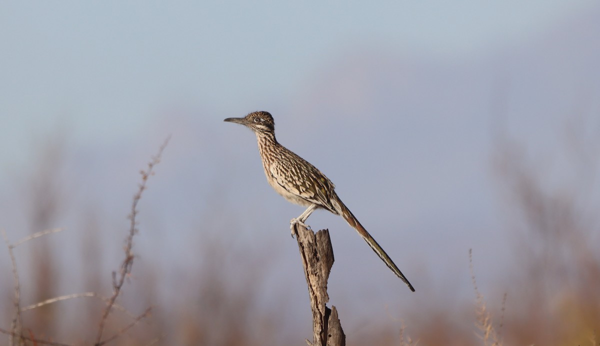 kukačka kohoutí - ML647330149