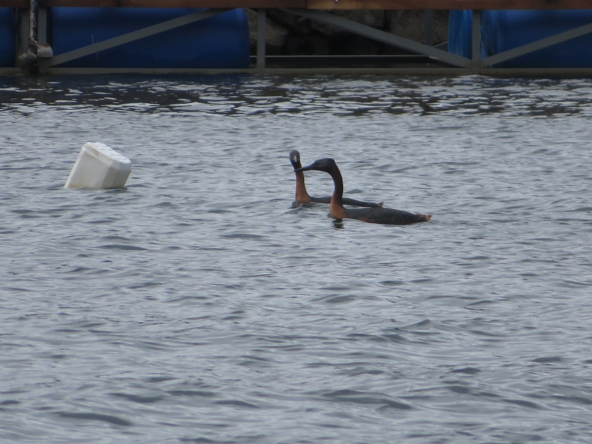 Магелланова поганка - ML647330154