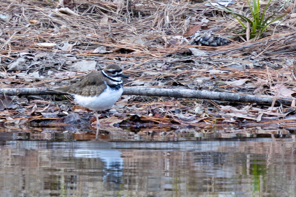 Keilschwanz-Regenpfeifer - ML647330160