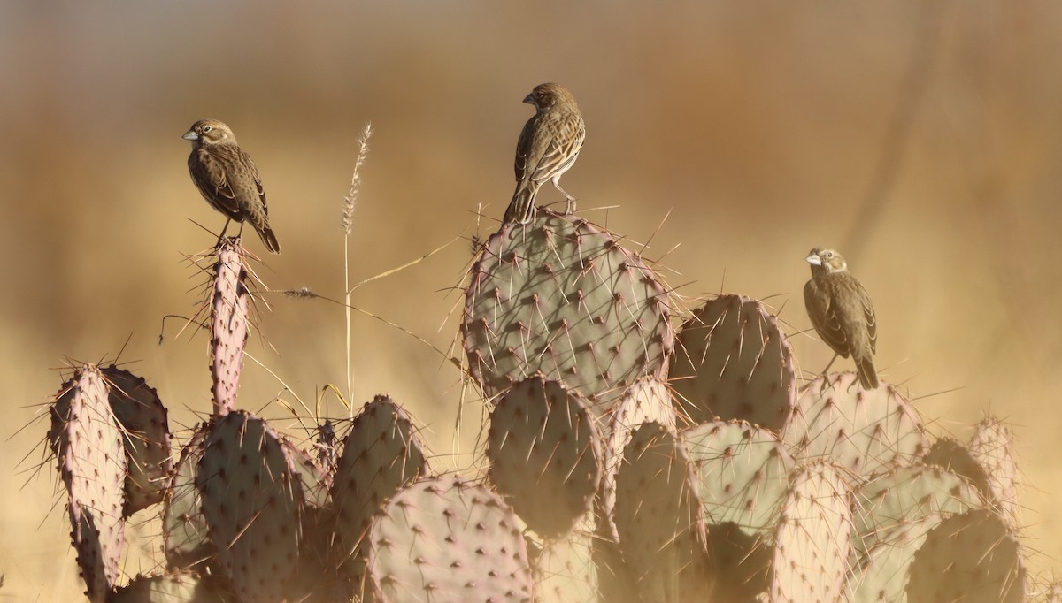 Lark Bunting - ML647330165