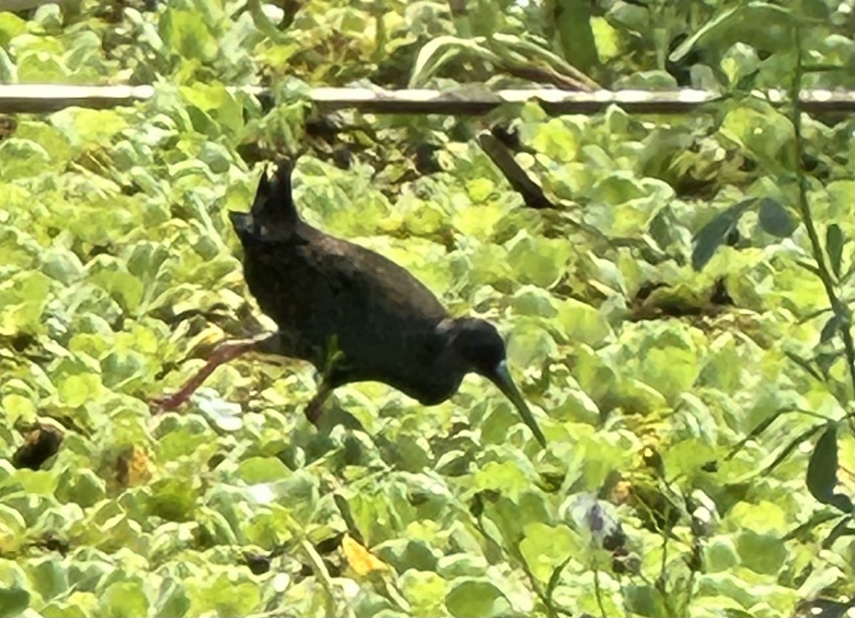 Kurşuni Sukılavuzu - ML647330183