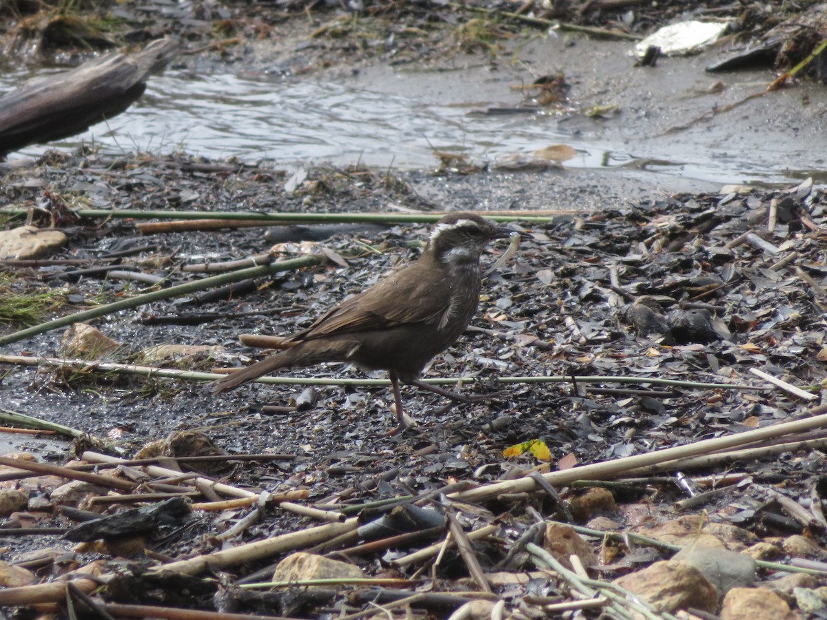 Патагонская трясохвостка - ML647330189