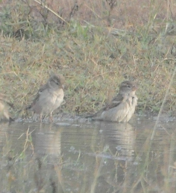 vrabec domácí - ML647330199