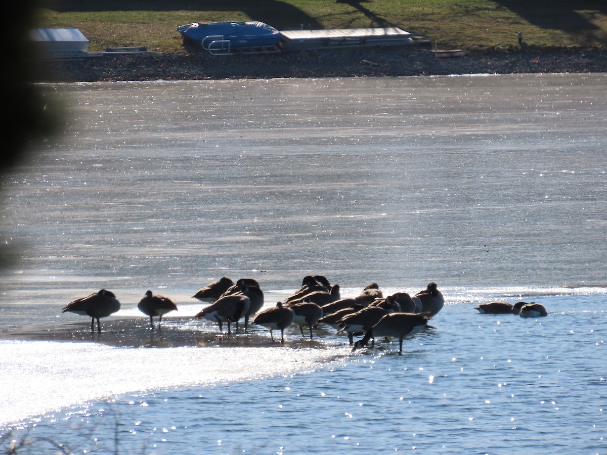 kanadagås - ML647330207