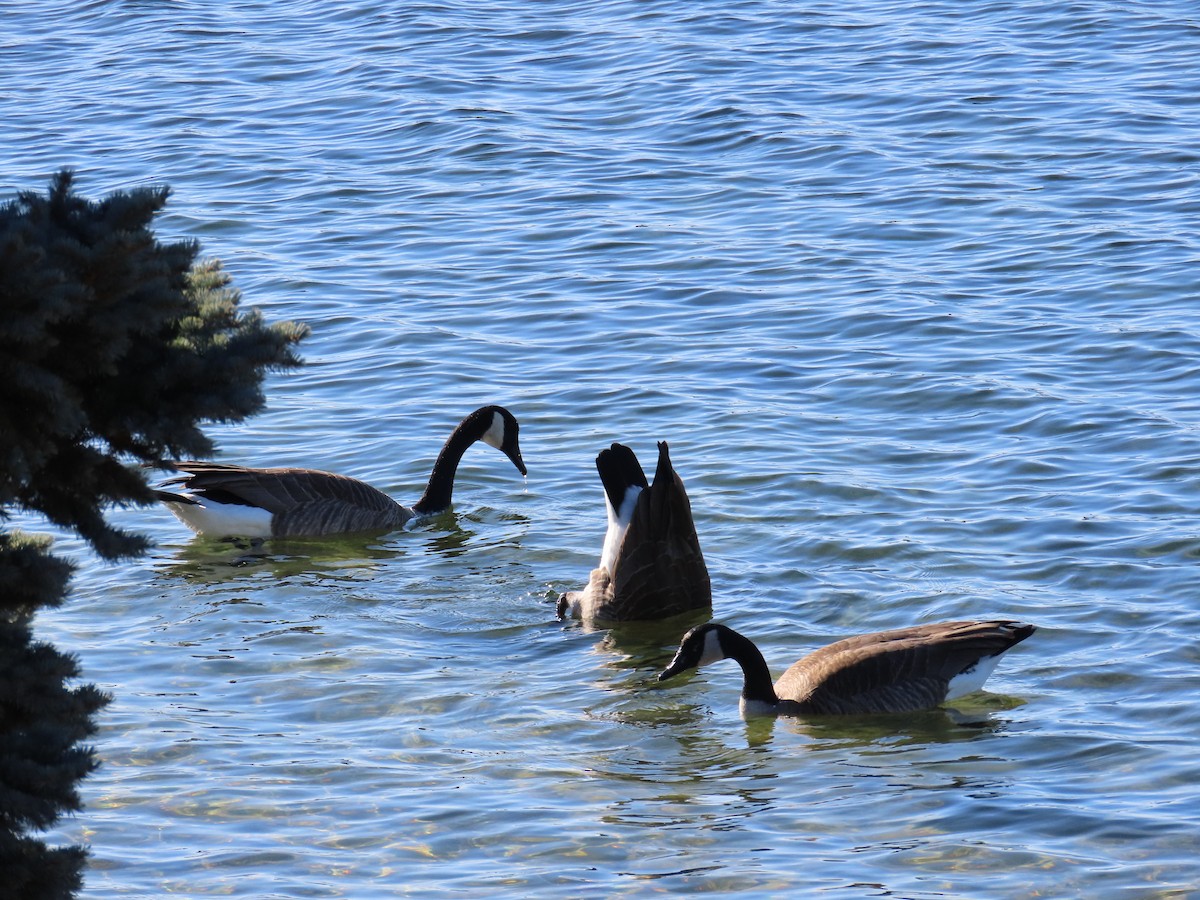 Canada Goose - ML647330208