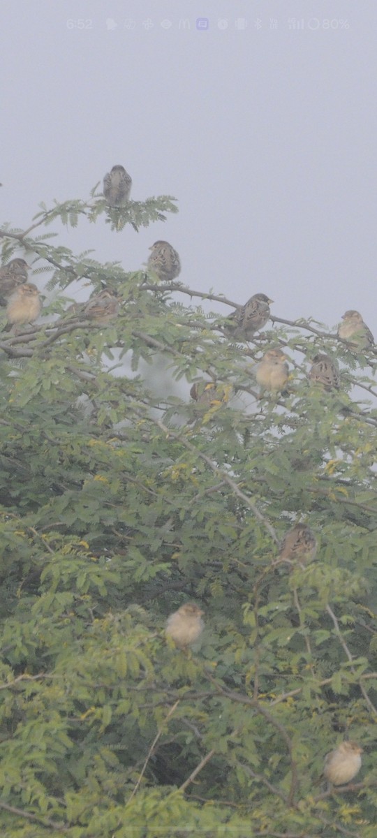 vrabec domácí - ML647330211