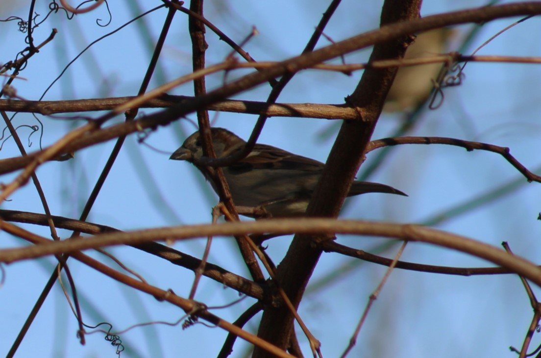 House Sparrow - ML647330221