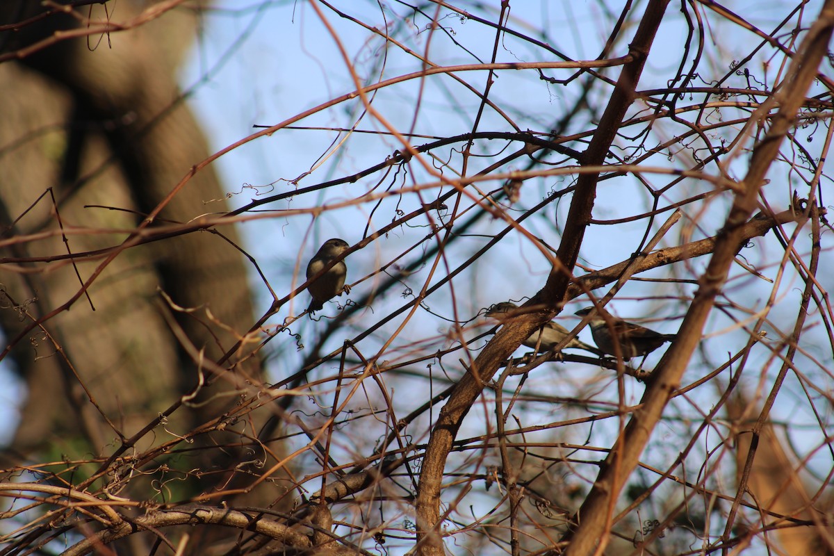 House Sparrow - ML647330222