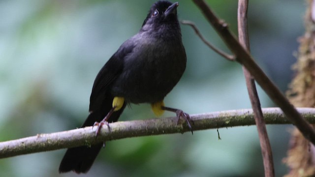 Yellow-thighed Brushfinch - ML647330223