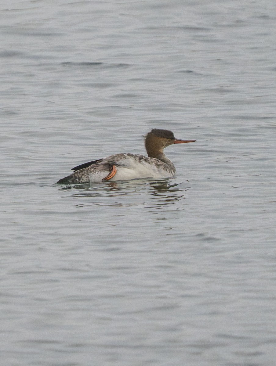 Tarakdiş - ML647330232