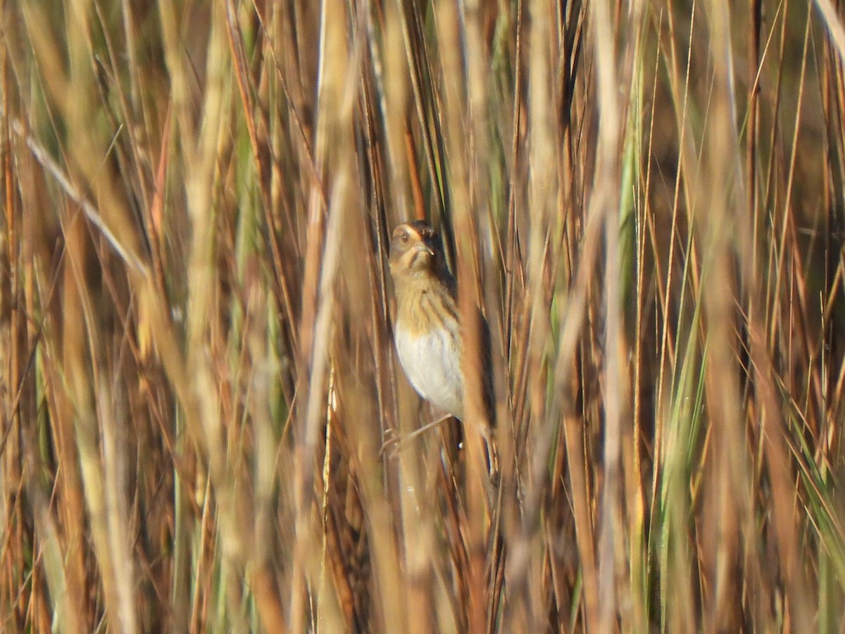 nålstjertspurv (nelsoni/altera) - ML647330243