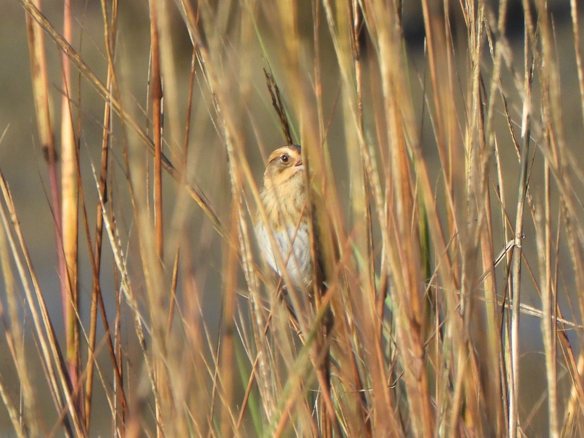 nålstjertspurv (nelsoni/altera) - ML647330244