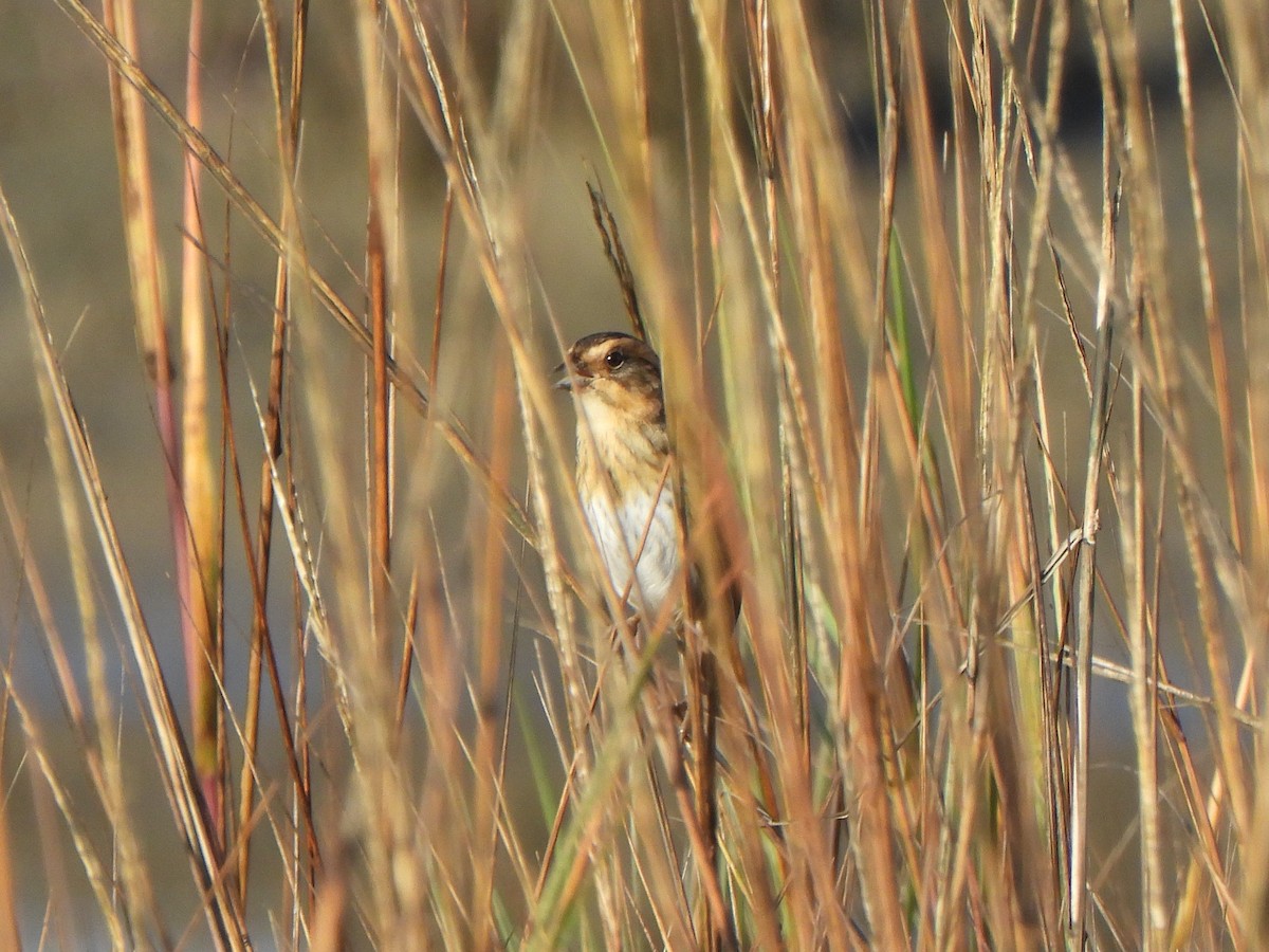 nålstjertspurv (nelsoni/altera) - ML647330245