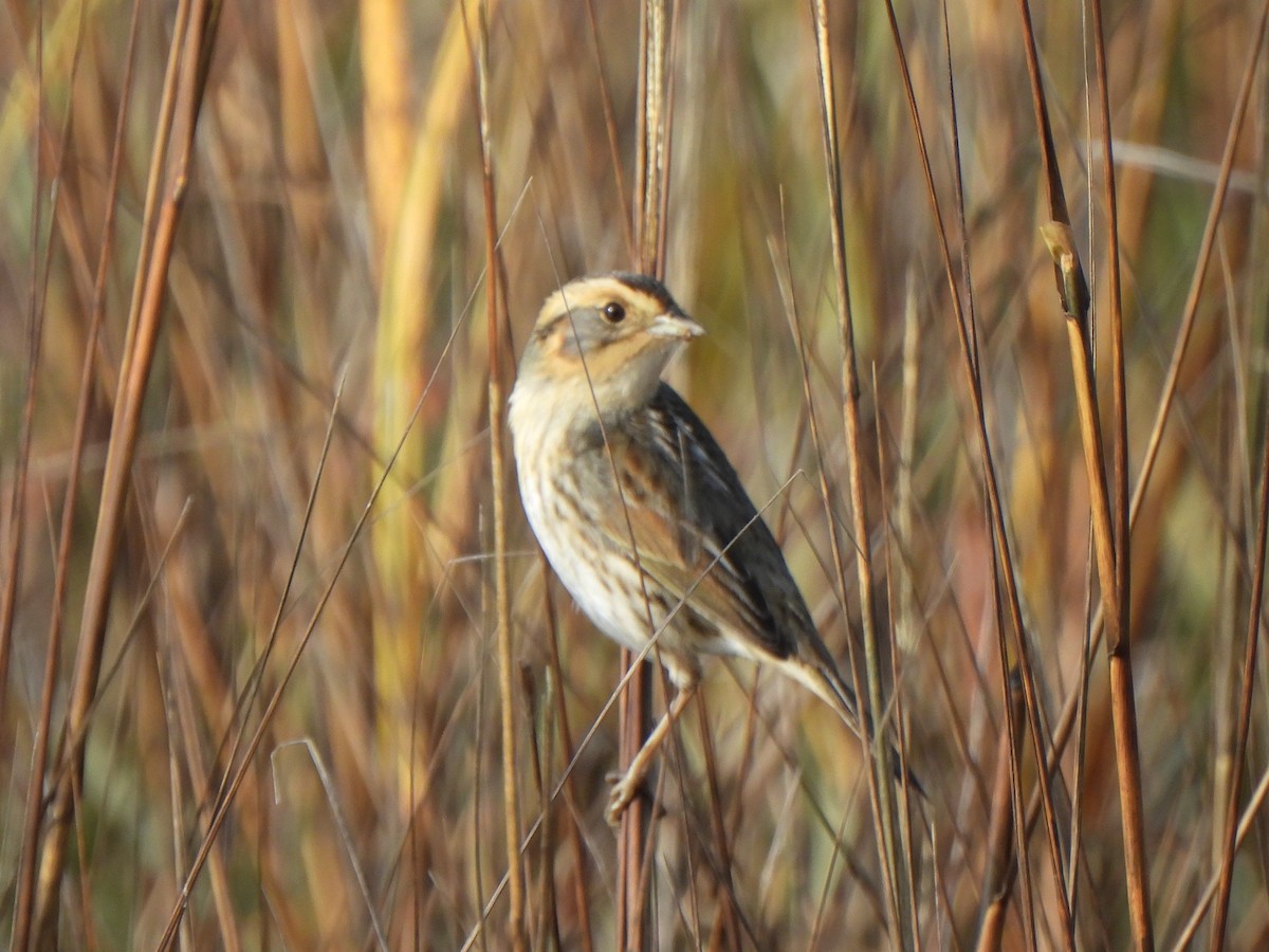 nålstjertspurv (nelsoni/altera) - ML647330246